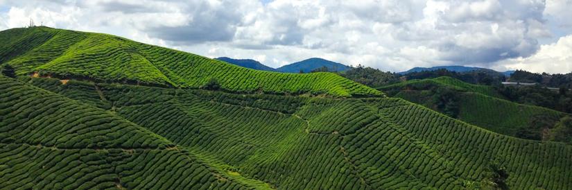 Rolling hills of Cameron Highlands Malaysia