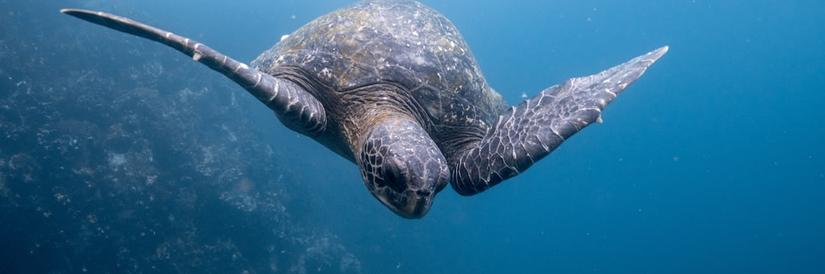 Sea turtle swimming near Galapagos Islands