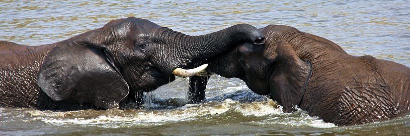 Johannesburg Elephants Playing