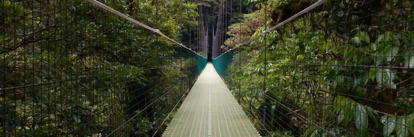 Cloud forest walkway in Costa Rica