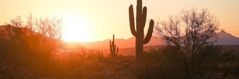 Silhouttes of cacti at sunset outside Phoenix Arizona