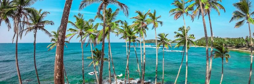 Palm trees and beach scene in Sri Lanka