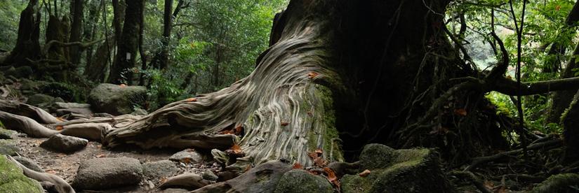 Photo of old cedar tree in Yakushima
